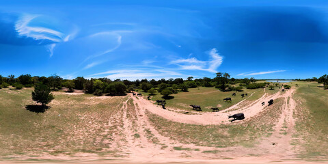 A herd of buffaloes in the wild top view. Sri Lanka. VR 360.