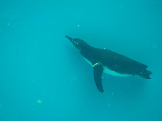 水族館　マゼランペンギン