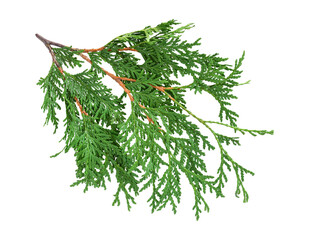 Green cedar branch isolated cutout on transparent