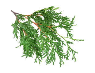 Green cedar branch isolated cutout on transparent