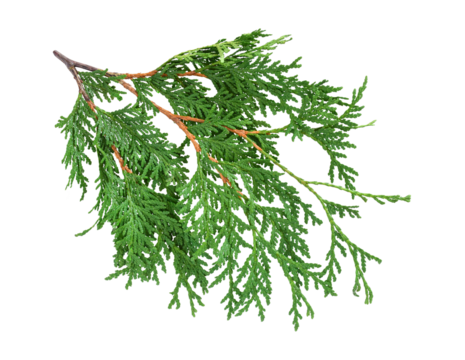 Green cedar branch isolated cutout on transparent