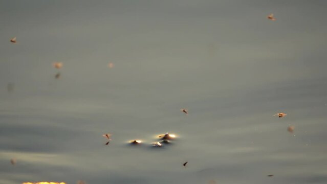 Midge flies over the surface of the water, slow motion
