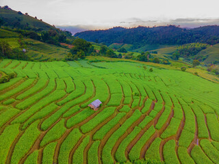 Fototapeta premium Terraced Rice Field in Chiangmai, Thailand