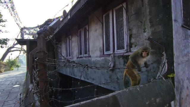 Monkey Climbing Over Barbed Wire Fence Of Ancient Home In Nepal - Slow Motion