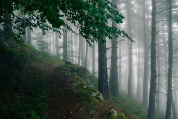 very mysterious and desolate atmosphere on a gloomy day in the dark woods with thick fog. pyrenees