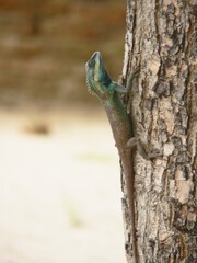 portraitof Blue crested lizard (Calotes mystaceus) on blurred background. Picture for use in illustrations Background image or copy space