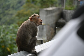 monkey sitting on a fence - Powered by Adobe