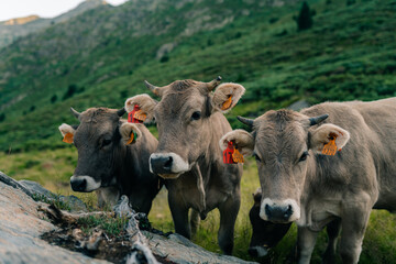 gray cows in the pyrenees