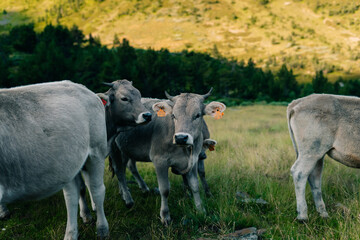 gray cows in the pyrenees