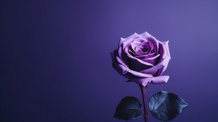 Purple rose with green leaves on purple background