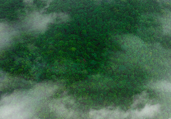 Top view, aerial view of mixed forest, green deciduous trees with mist clouds. The rich natural ecosystem of the rainforest concept is about conservation and natural reforestation.