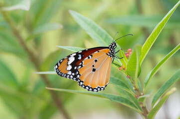 Fototapeta na wymiar The monarch butterfly rests on a stamen.