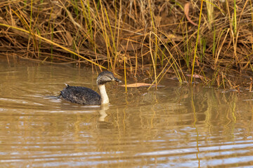 Small duck like bird with a distinctive streaked head and pale neck, that rides low in the water, known as the Hoary-headed Grebe (Poliocephalus poliocephalus)
