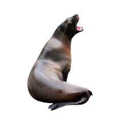 Naklejka premium An isolated singing sea lion opens its mouth wide against a blank background
