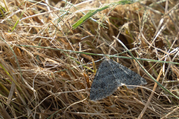 Helastia corcularia, a grey carpet moth endemic to New Zealand, in grass clippings in garden.