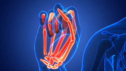 Human Skeleton System Palm hand Bone Joints Anatomy