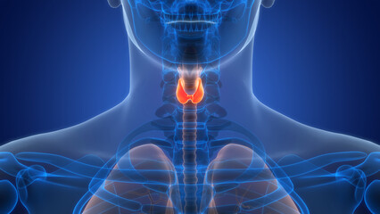 Human Body Glands Thyroid Gland Anatomy - obrazy, fototapety, plakaty