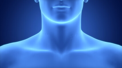 Obraz premium Human Body Neck Anatomy