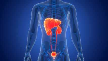 Human Internal Organs Liver with Urinary System Anatomy - obrazy, fototapety, plakaty