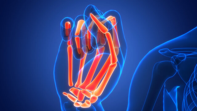 Human Skeleton System Palm hand Bone Joints Anatomy