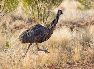 Emu on the run in outback Queensland, Australia.