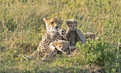 Africa, Tanzania Serengeti National Park, cheetah with very young  cubs.