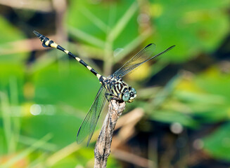 Golden-ringed dragonfly with wings spread.