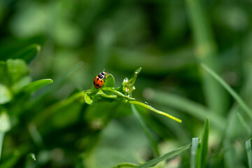 ladybird on a green leaf