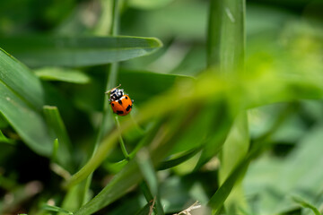 closeup of a ladybird on a green leaf