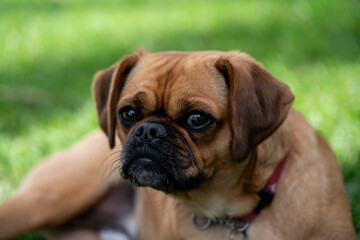 pugalier puppy portrait