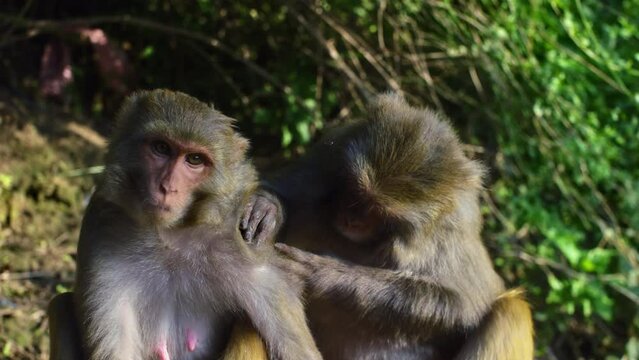 Close up, smooth shot around two wild monkeys