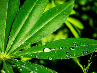 transparent dew drops on green leaves in the morning, narrow focus area