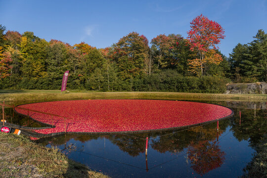 Harvesting cranberries in the fall when the marshes are flooded and the bright red cranberries rise to the surface in vibrant fall color. Cranberry field. Attraction - plunge in the cranberry crop.