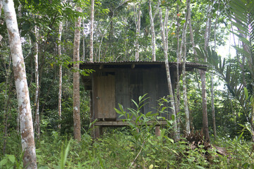 Wooden hut in the jungle.