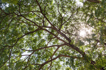 Green forest trees backgrounds on day