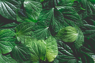 Piper sarmentosum roxb or wildbetal leafbush . Green leaves texture background