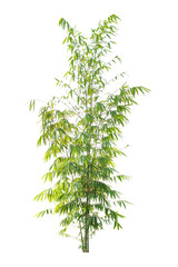 Bamboo tree isolated on white background,Clipping path.