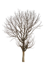 Obraz premium Tree without leaves isolated on white background