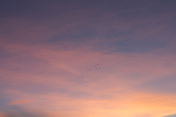 Fototapeta na wymiar Beautiful sunset sky with bird on Twilight background