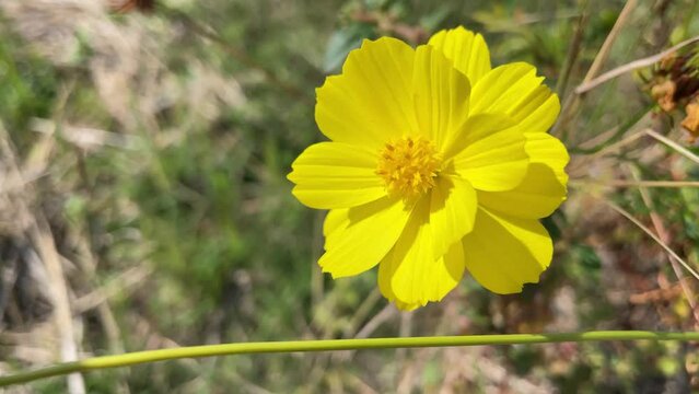 video of flower moving with the wind Peruvian zinnia or mexican zinnia flower background beautiful garden daisy