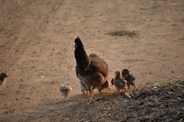 A buff color hen foraging grazing her newly hatched baby chicks in backyard road side