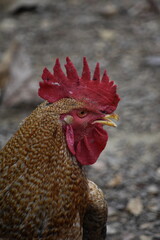 A buff gray speckled rooster on a dry hard ground in the backyard foraging for food and bugs