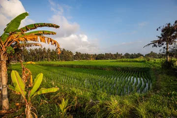 Fototapete Reisfelder Balinese sunrise: Young rice terraces in the calm morning light of Indonesia. Nice green Bali
