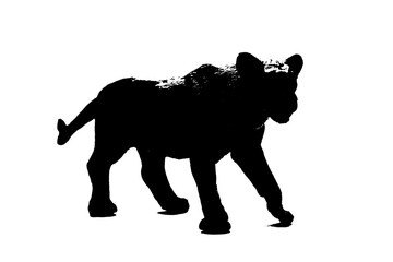 silhouette of lioness model stand on white background