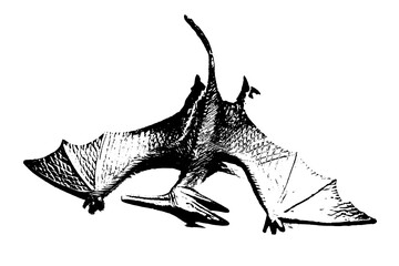 black dinosaur silhouette isolated on white background, model of pteranodon toys © sutichak