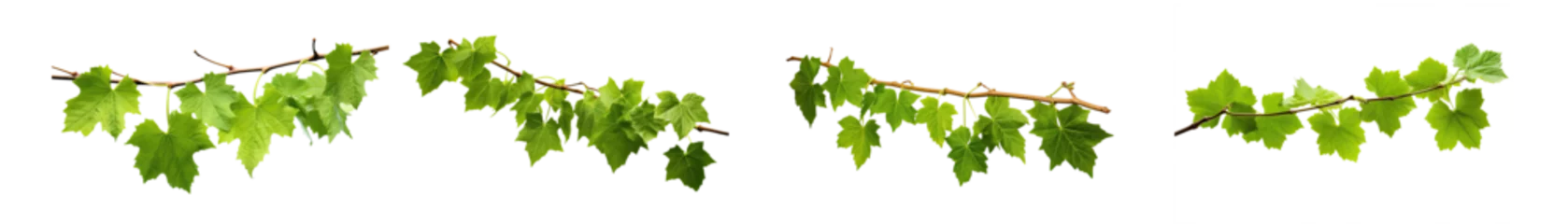 Foto op Canvas Set of grape branches or three-leaved wild vine (Cissus spp.), a jungle vine hanging ivy plant bush foliage, isolated on a white background with a clipping path. © Transparent png