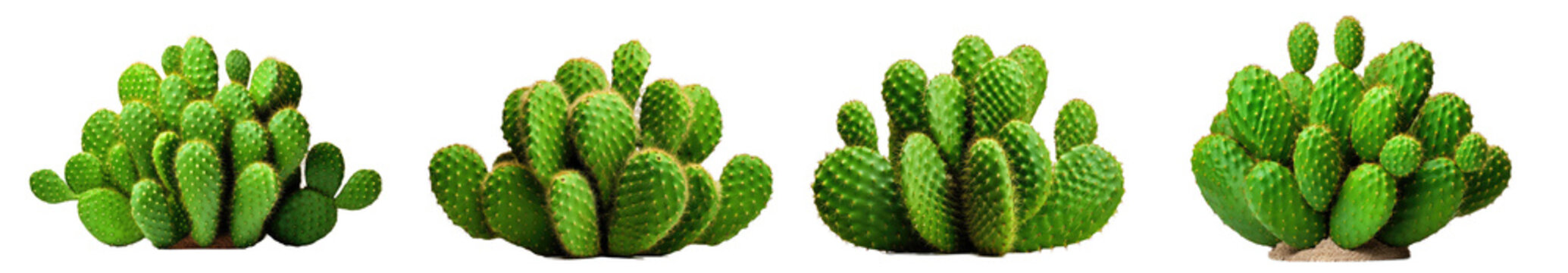 set of Green opuntia tropical cactus plants  isolated on white background. White thick dot on verdant pad leave tree with clipping path.