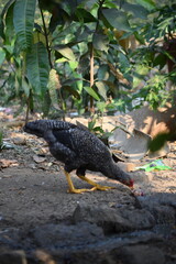 A barred rock color pullet foraging in the backyard having red comb and yellow legs and black and white bars