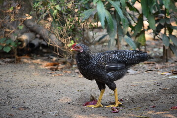 A barred rock color pullet foraging in the backyard having red comb and yellow legs and black and white bars