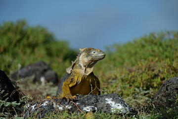 Portrait von einem Leguan